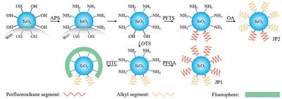 Spontaneous Agglomeration of Fluorinated Janus Particles and Its Effect on the Adsorption Behavior of Oil-Air Surfaces